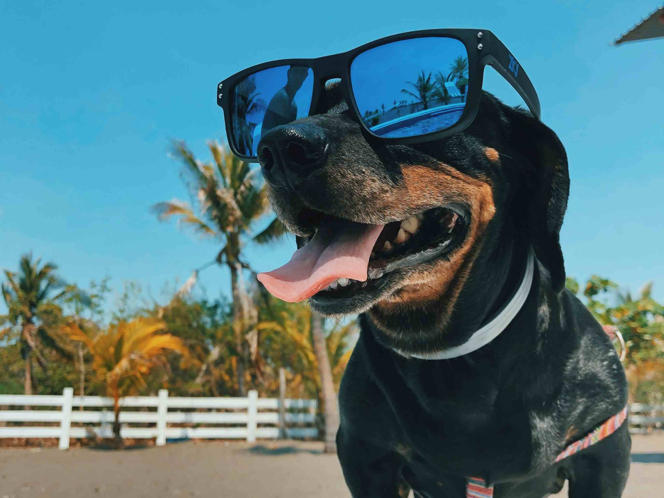 Hondenbuggy vakantie: hond met zonnebril