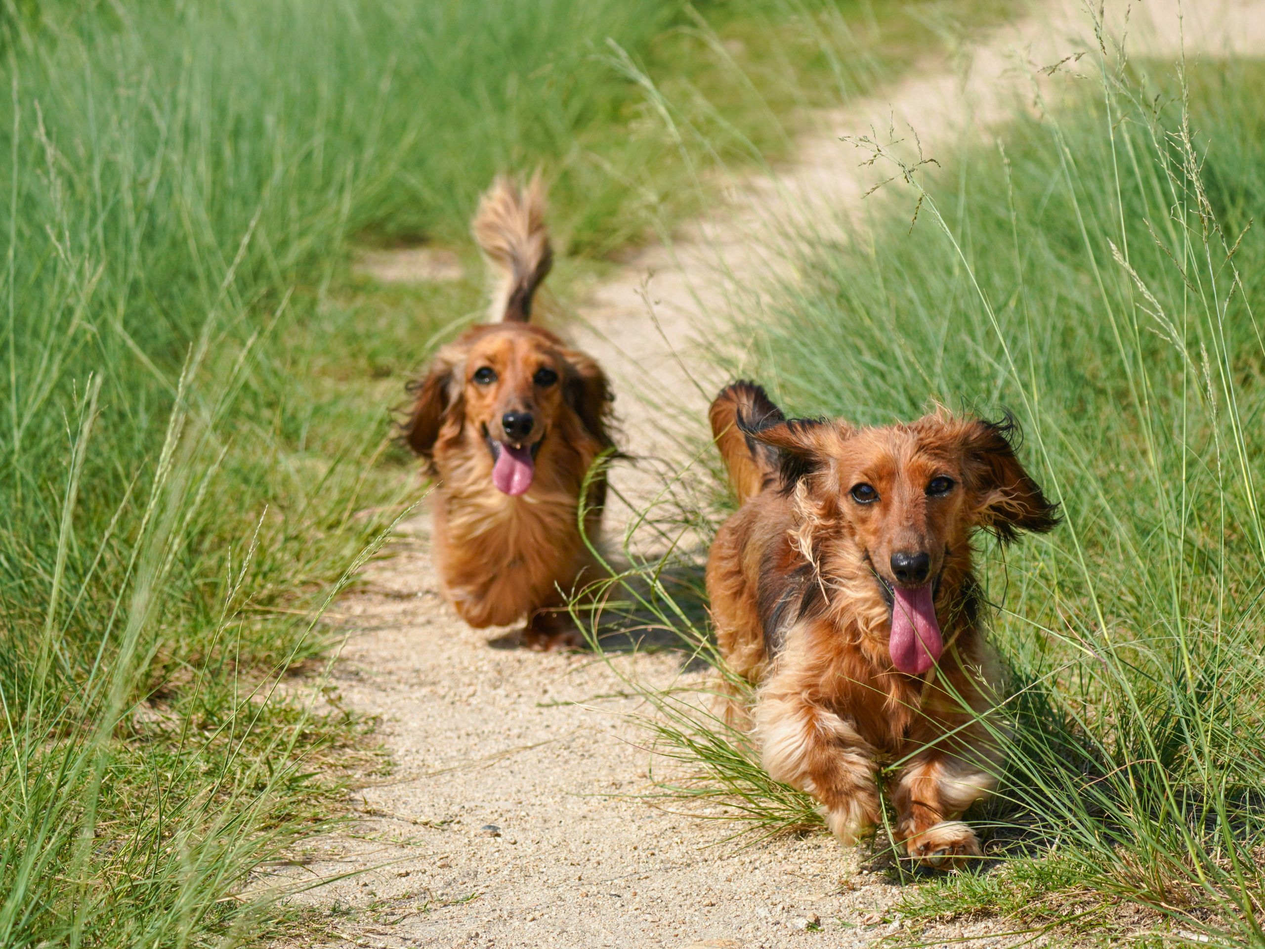 Hondenbuggy twee honden